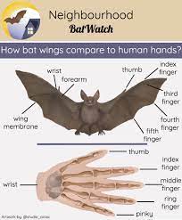  Bat image